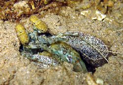 Mantis shrimp (Stomatopod- Lysiosquillina maculata) waiti... by Christine Huffard 